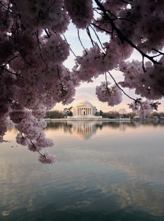 HD_STC-91 - Jefferson Memorial seen through the branches of cherry tree in full bloom at the Tidal Basin in Washington, DC