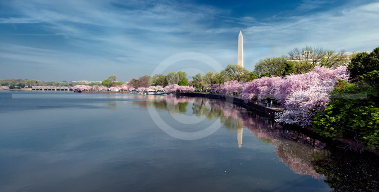 HD_STC-99 - Panorama of Tidal Basin near paddle boat dock during cherry blossom season HD_STC-99 - Panorama of Tidal Basin near paddle boat dock during cherry blossom season